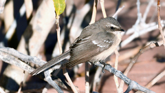 Rhipidura phasiana