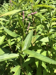 Persicaria extremiorientalis