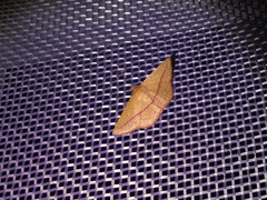 Striglina