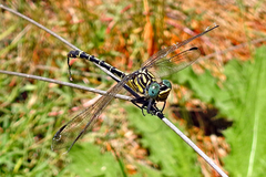 Austrogomphus australis