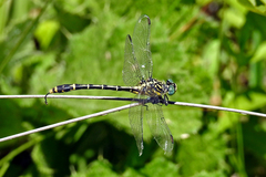 Austrogomphus australis