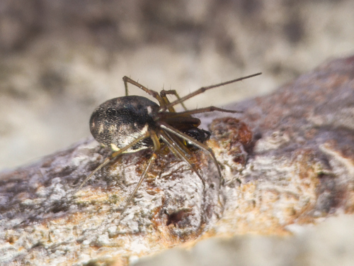 Microlinyphia pusilla