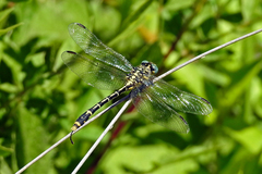 Austrogomphus australis
