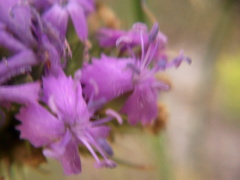 Dianthus pseudarmeria