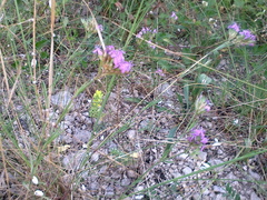 Dianthus pseudarmeria