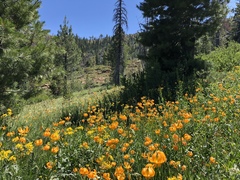 Lilium pardalinum wigginsii