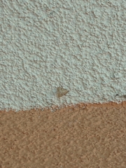 Udea fulvalis