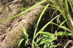 Melligomphus acinaces