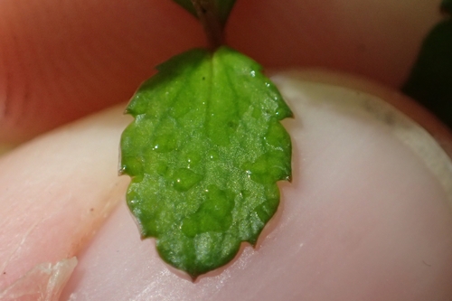 Image of Gonocarpus montanus by (c) Oscar Dove, some rights reserved (CC BY)