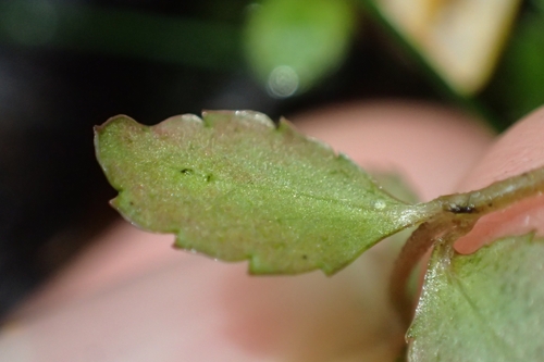 Image of Gonocarpus montanus by (c) Oscar Dove, some rights reserved (CC BY)