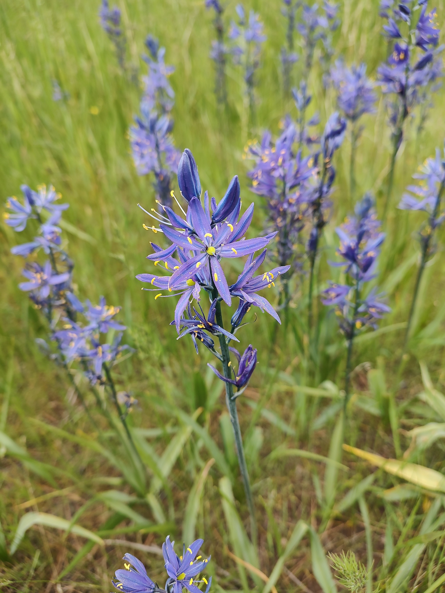 Camassia quamash