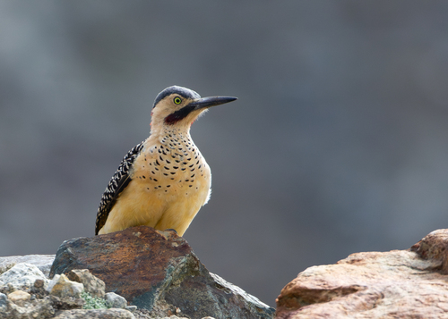 Andean Flicker