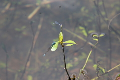 Aciagrion approximans