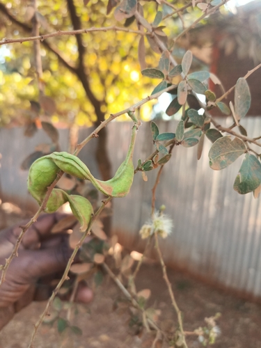 Madras Thorn