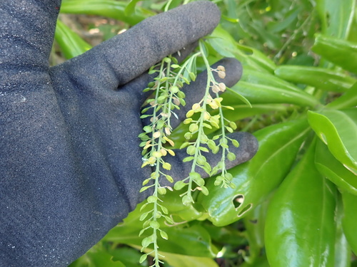 Lepidium bidentatum observed 2024-12-29