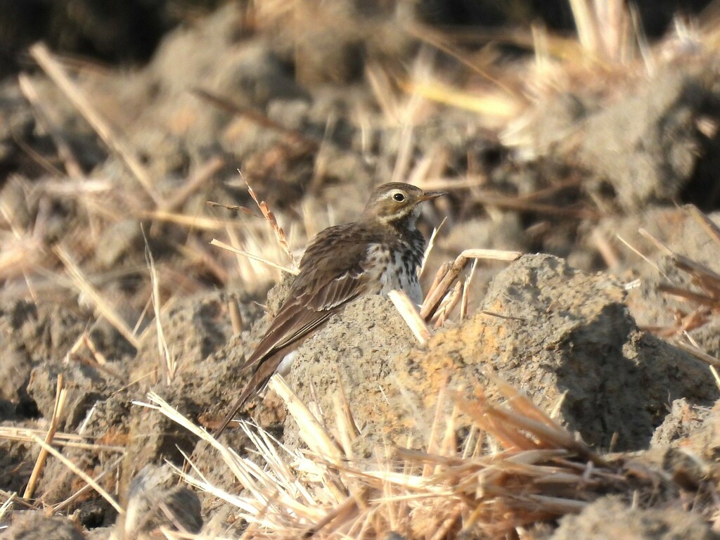 Pipits