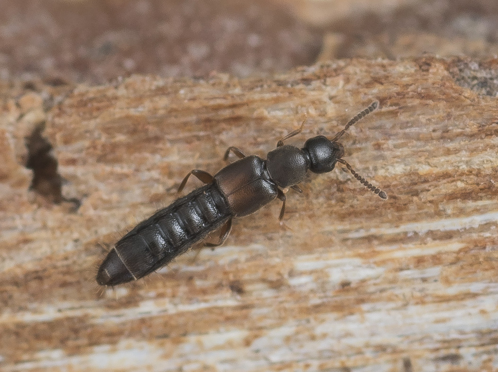Phloeopora scribae