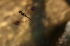 Heliocypha bisignata