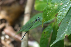 Caconeura ramburi