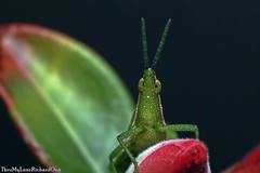 Atractomorpha crenulata