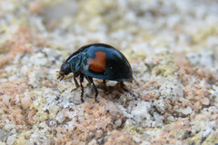 Orcus bilunulatus