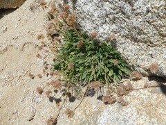 Phacelia hastata compacta