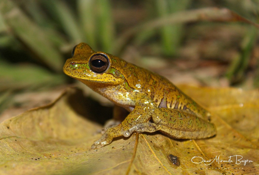 Yungas Tree Frog