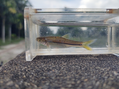 Silver rasbora (Rasbora argyrotaenia) — Cyprinidae — 4