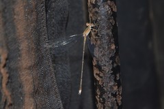 Lestes elatus
