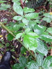 Rubus nemoralis, photograph (c) Felix Collins, some rights reserved (CC BY)