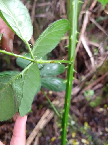 Rubus nemoralis, photograph 2