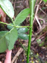 Rubus nemoralis, photograph (c) Felix Collins, some rights reserved (CC BY)