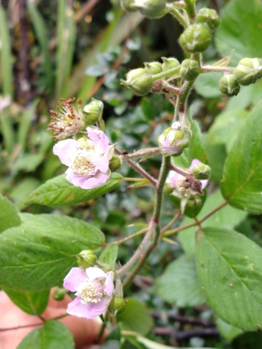 Rubus nemoralis, photograph 4