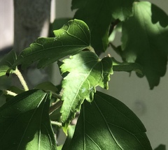 Hibiscus syriacus