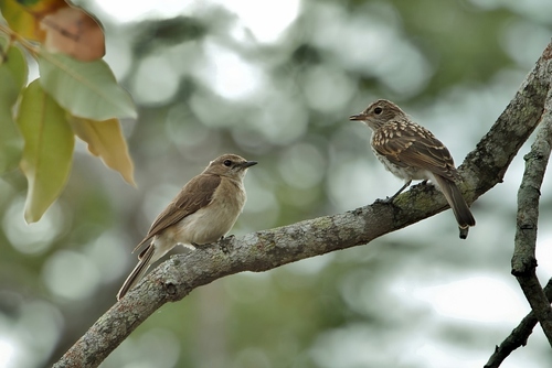Pale Flycatcher (Agricola pallidus), photo 7