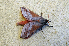 Oxycanus