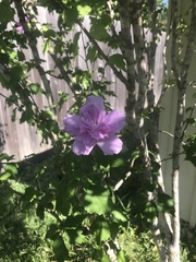 Hibiscus syriacus