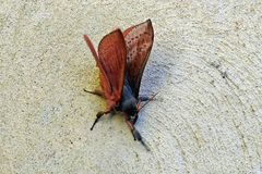 Oxycanus