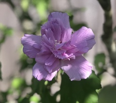 Hibiscus syriacus