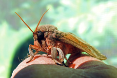 Oxycanus