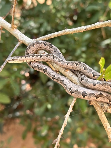 Kenyan Bark Snake