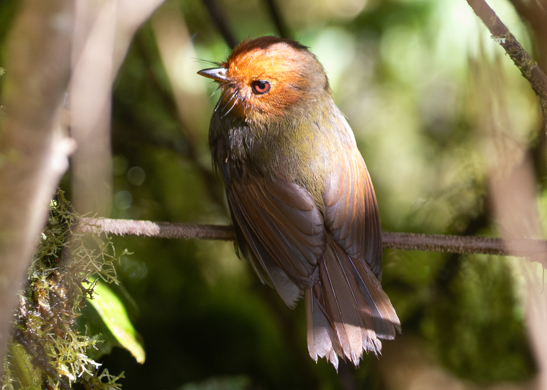 Rufous-headed Pygmy Tyrant (Pseudotriccus ruficeps), photo 5