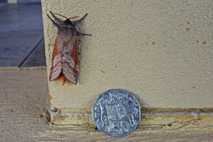 Oxycanus