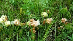 Opuntia polyacantha polyacantha