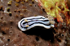 Chromodoris lochi image