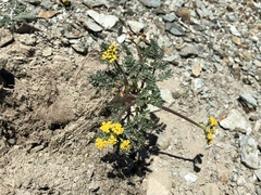 Lomatium hendersonii