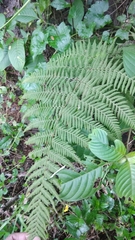 Macrothelypteris torresiana