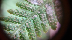 Macrothelypteris torresiana