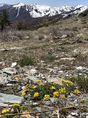 Lomatium hendersonii