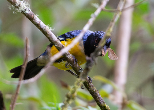 Streak-crowned Mountain Tanager (Dubusia stictocephala)